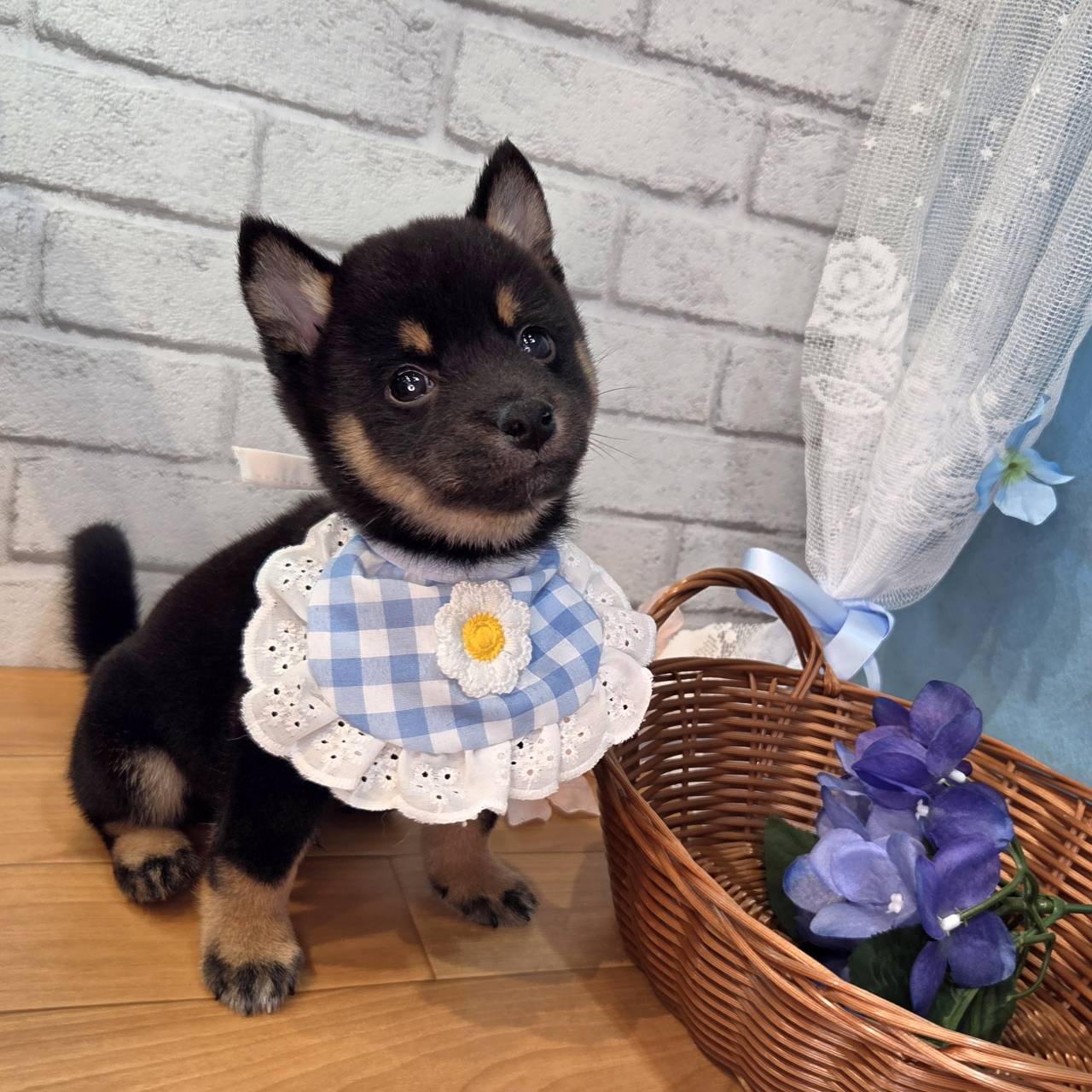 生体画像１０
