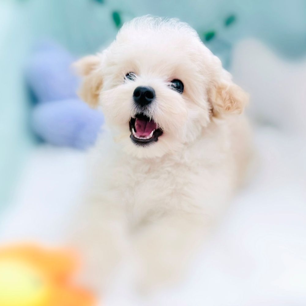 生体画像１０