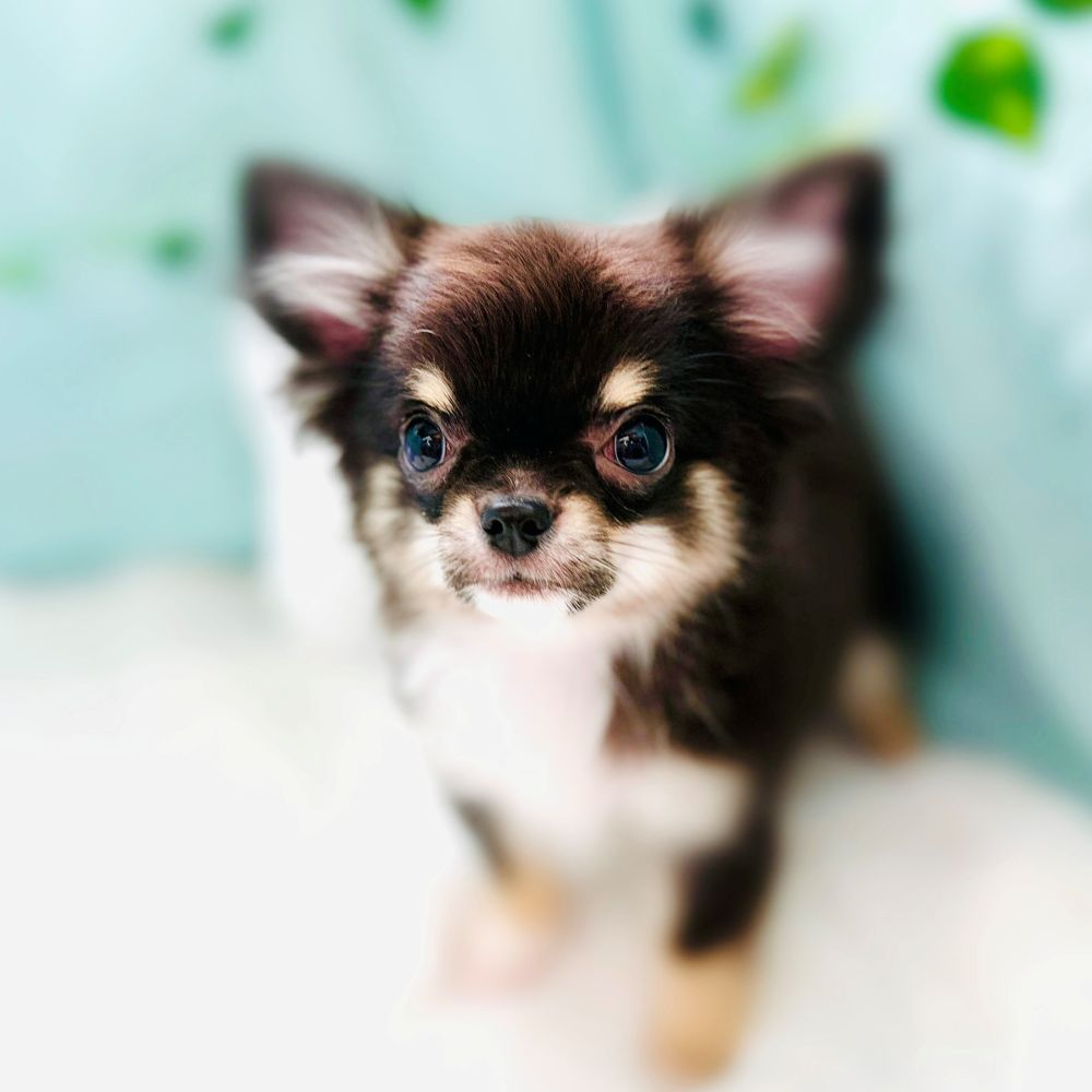 愛知県のチワワ(ロング) (犬の家＆猫の里愛知刈谷店/2026年4月7日生まれ/男の子/ブラッククリームホワイト)の子犬の1枚目の画像