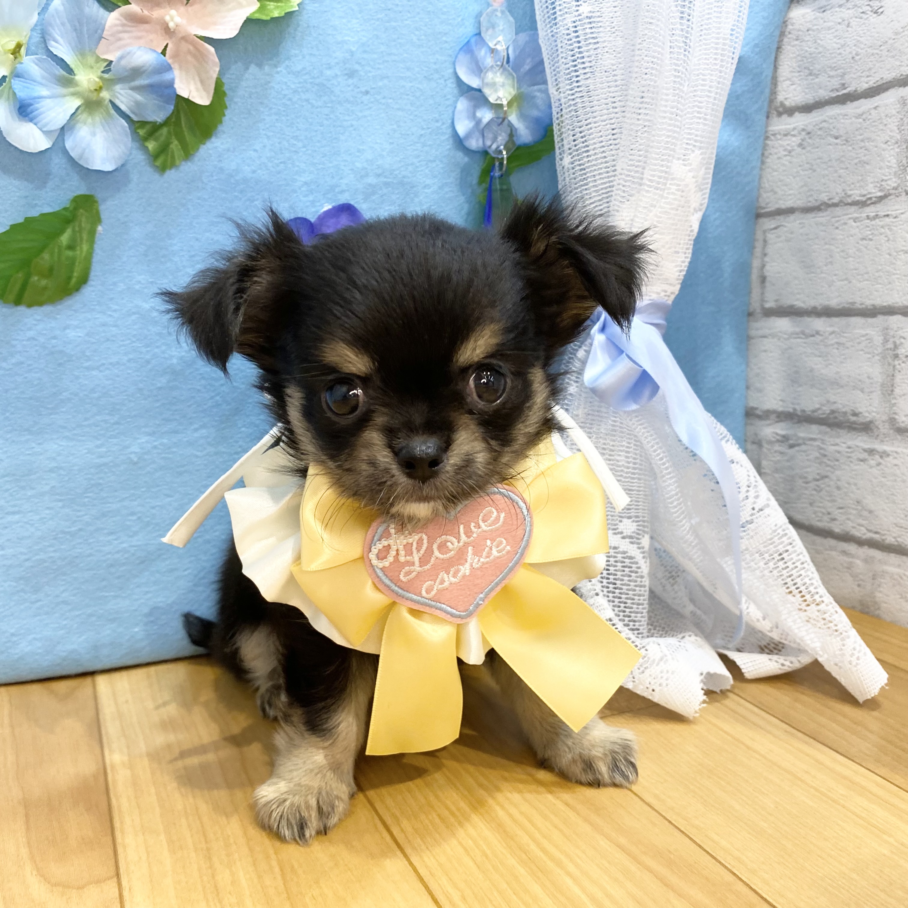 長野県のチワワ(ロング) (犬の家＆猫の里カインズ梓川店/2026年4月13日生まれ/女の子/ブラックタンホワイト)の子犬の1枚目の画像