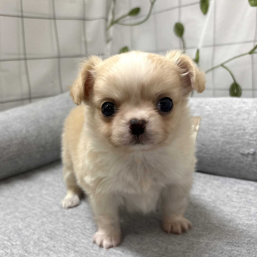 長野県のチワワ(ロング) (犬の家＆猫の里塩尻店/2026年4月14日生まれ/男の子/クリームホワイト)の子犬
