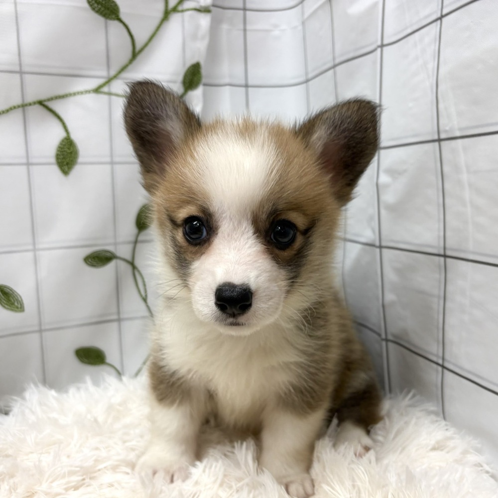 長野県のウェルシュコーギーペンブローク (犬の家＆猫の里塩尻店/2026年4月7日生まれ/女の子/レッドホワイト)の子犬の1枚目の画像