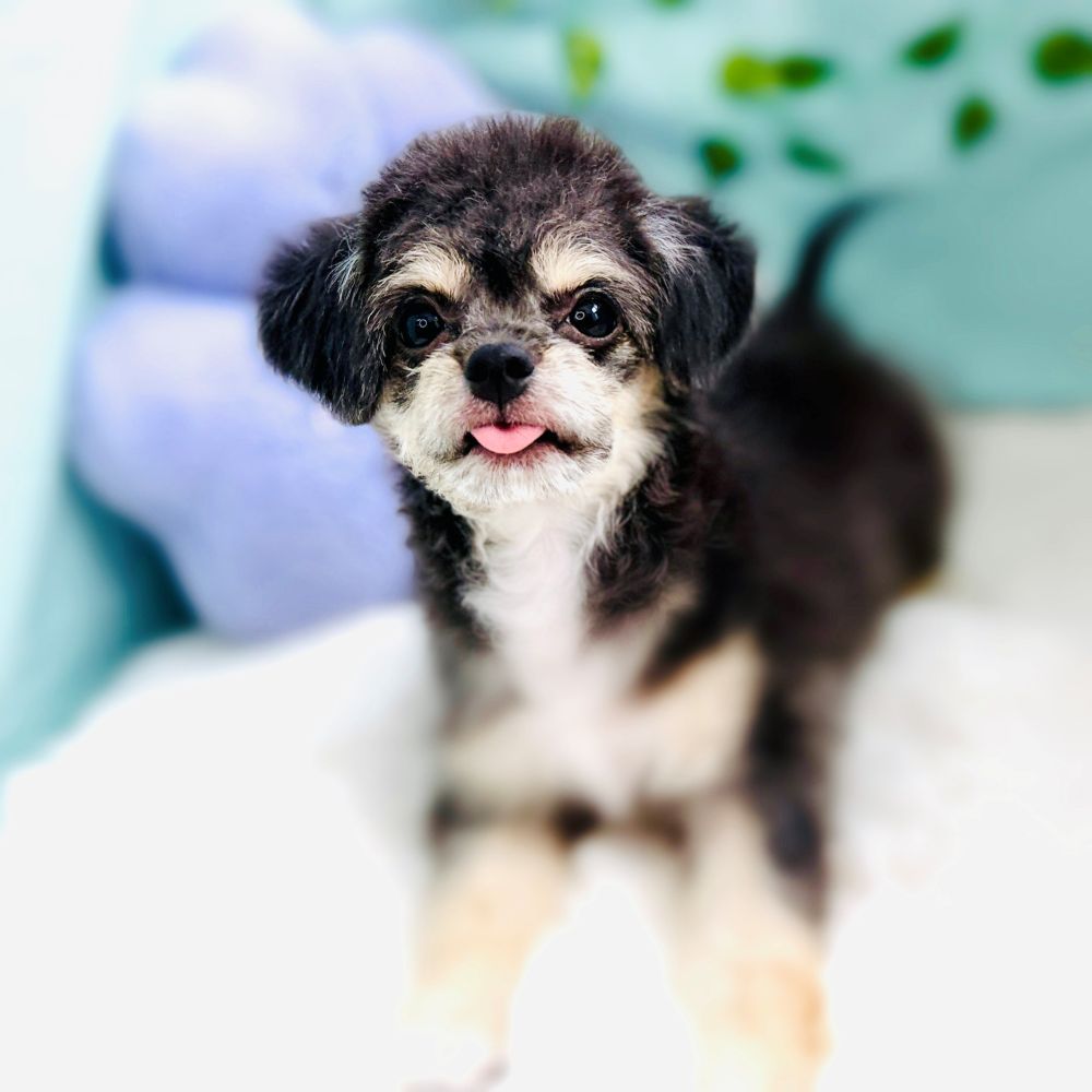 愛知県のハーフ犬・ミックス犬 (犬の家＆猫の里愛知刈谷店/2026年4月15日生まれ/女の子/ブラックタンホワイト)の子犬の1枚目の画像