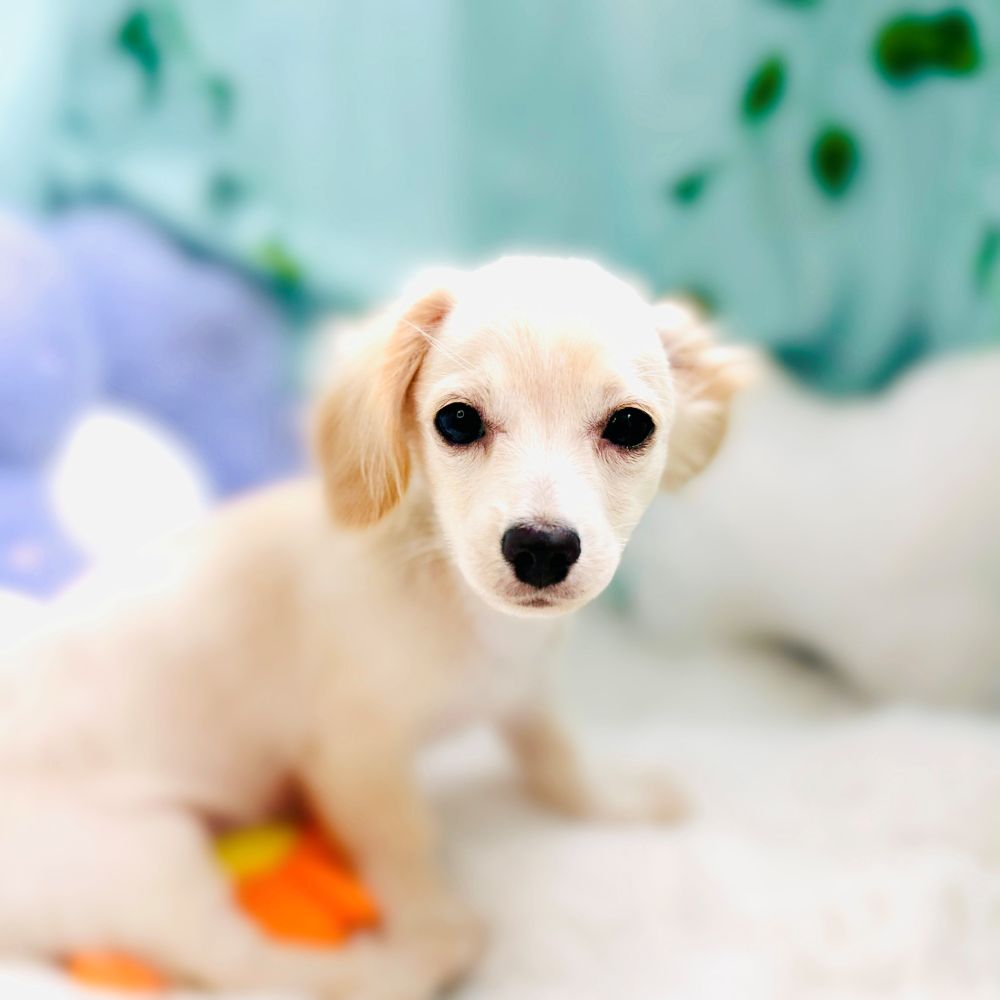 愛知県のチワックス(チワワ×ダックス) (犬の家＆猫の里愛知刈谷店/2026年4月18日生まれ/男の子/クリーム)の子犬の1枚目の画像