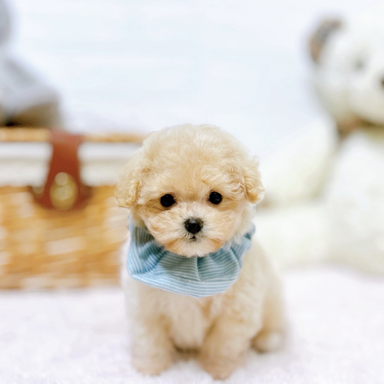 滋賀県のマルプー(マルチーズ×プードル) (犬の家＆猫の里近江八幡店/2026年4月22日生まれ/男の子/クリーム)の子犬の1枚目の画像