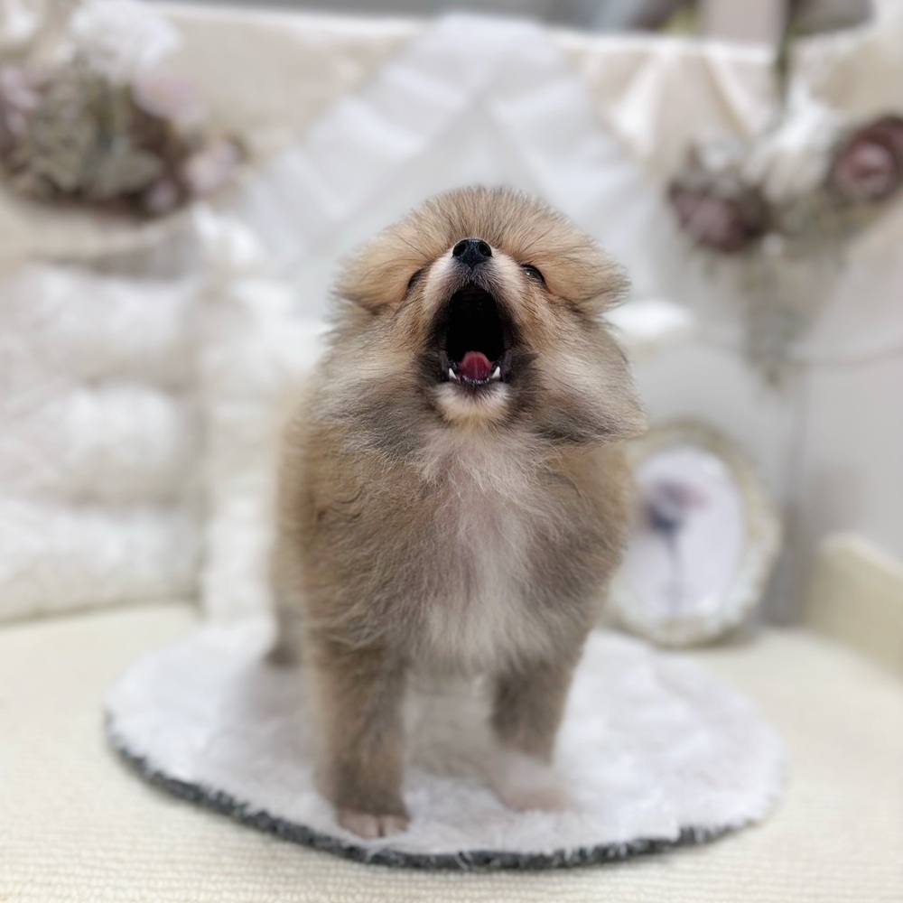 生体画像１０