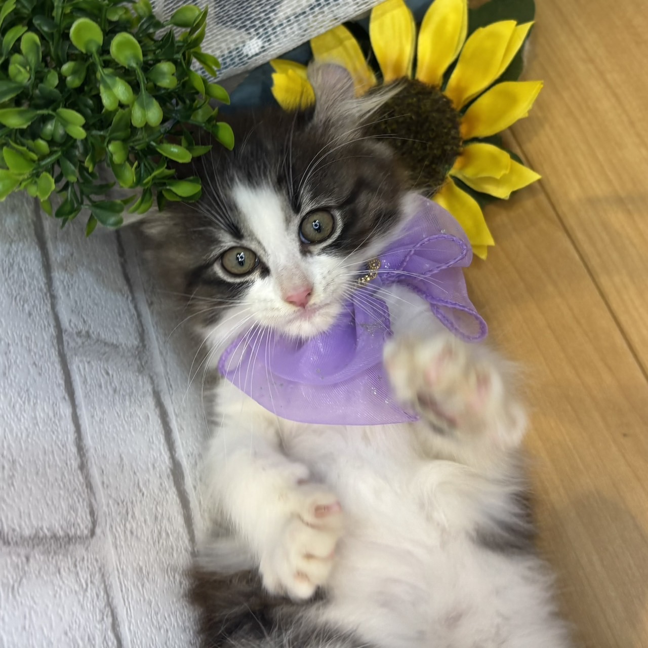 長野県のアメリカンカール (犬の家＆猫の里カインズ梓川店/2026年5月3日生まれ/男の子/ブラウンタビーホワイト)の子猫の1枚目の画像