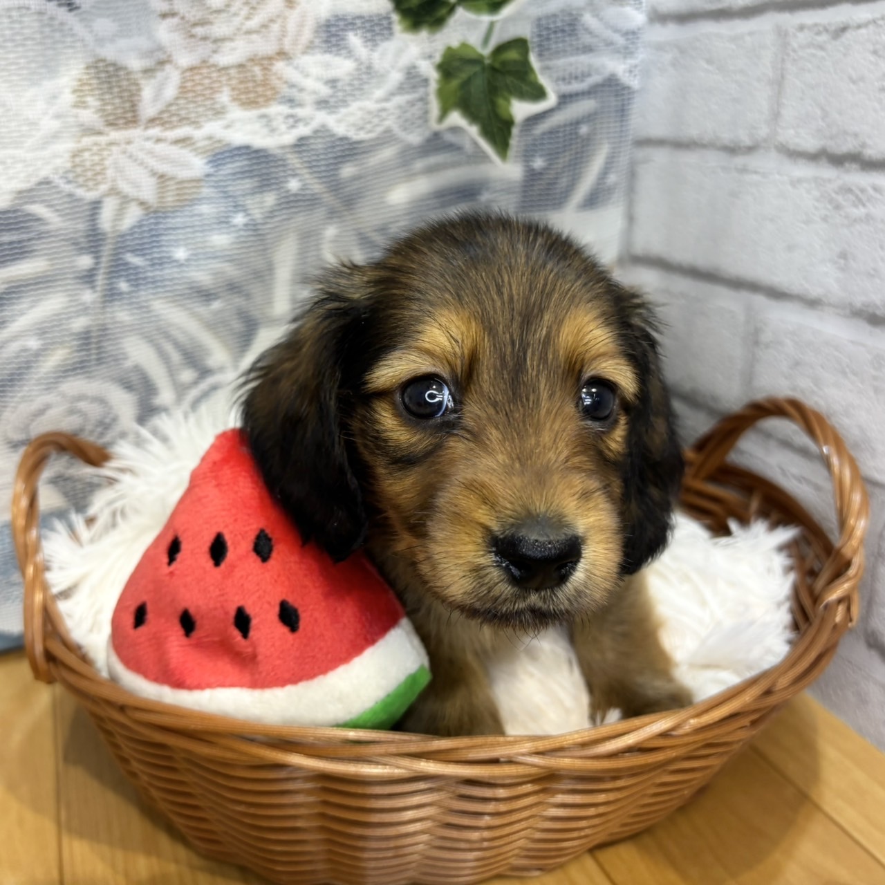 レッド(赤系)のミニチュアダックスの子犬一覧 | ペットショップ 犬の家