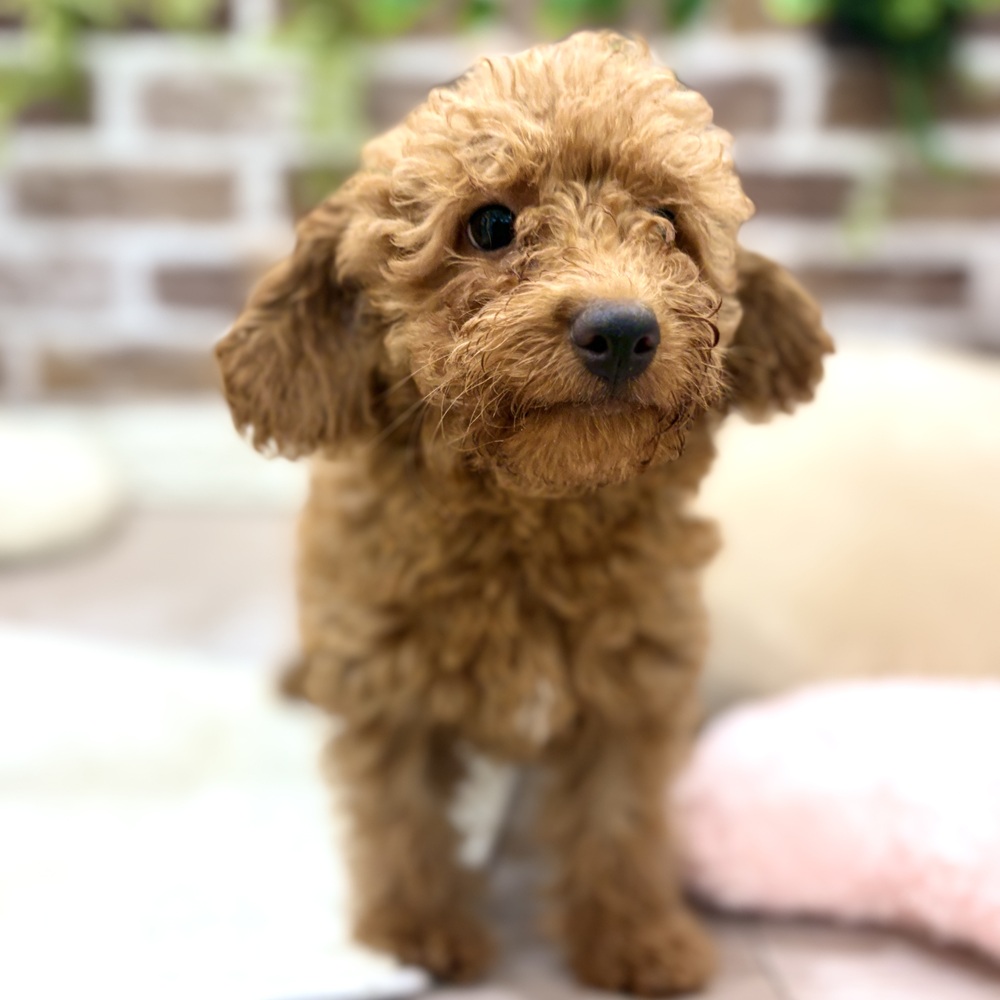三重県のトイプードル(トイ) (犬の家＆猫の里三重桑名店/2026年5月5日生まれ/男の子/レッド)の子犬の1枚目の画像