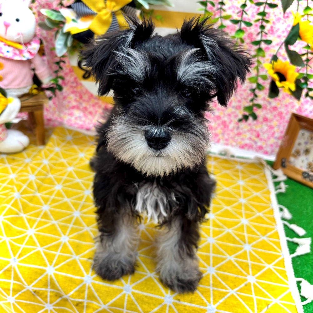 愛知県のミニチュアシュナウザー (犬の家＆猫の里名古屋天白店/2026年5月4日生まれ/女の子/ブラックシルバー)の子犬の1枚目の画像