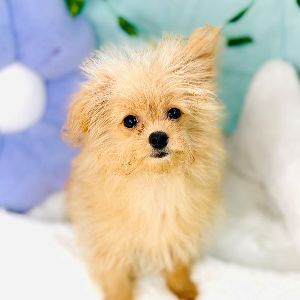愛知県のポメプー(ポメラニアン×プードル) (犬の家＆猫の里愛知刈谷店/2026年5月10日生まれ/女の子/クリーム)の子犬の1枚目の画像