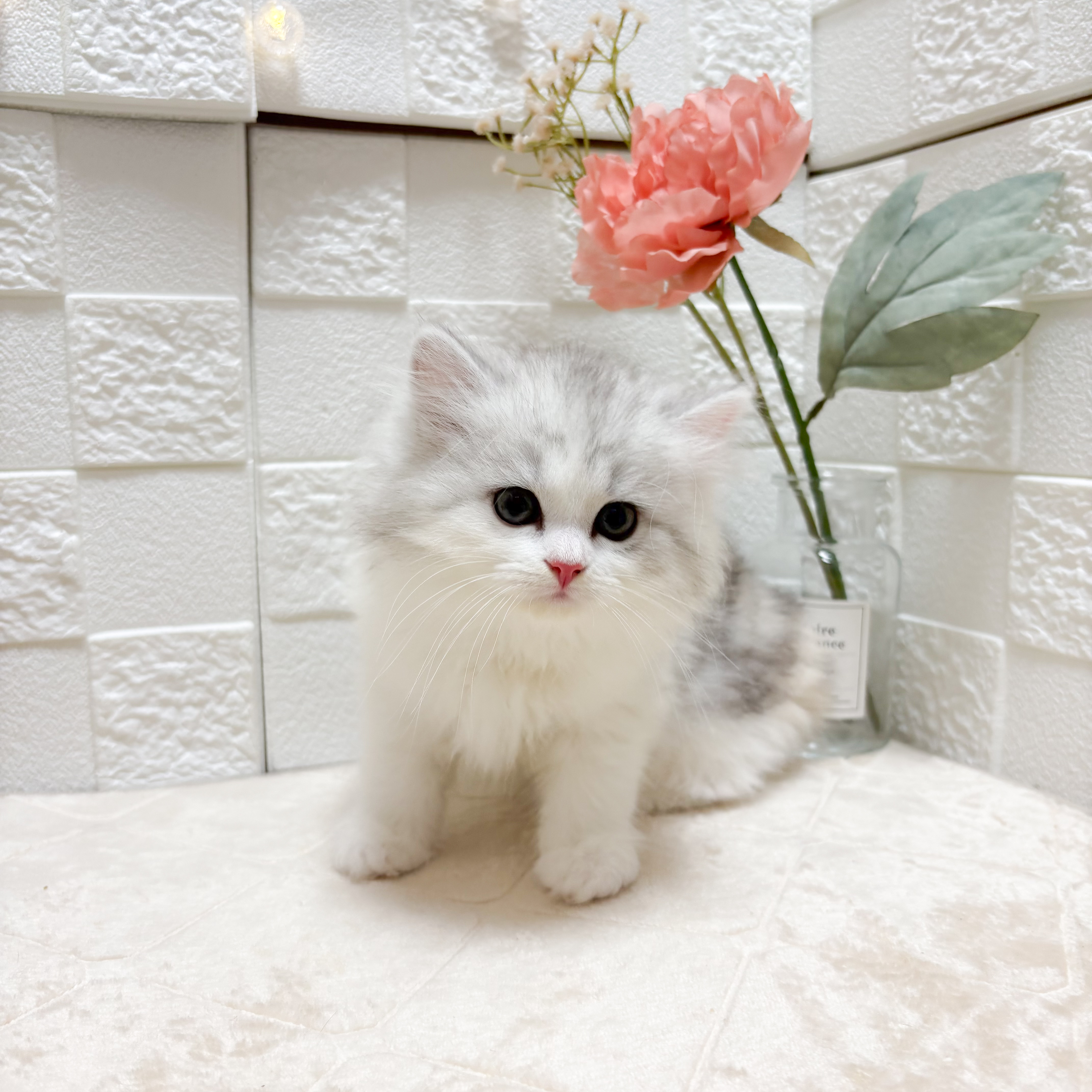 生体画像１０