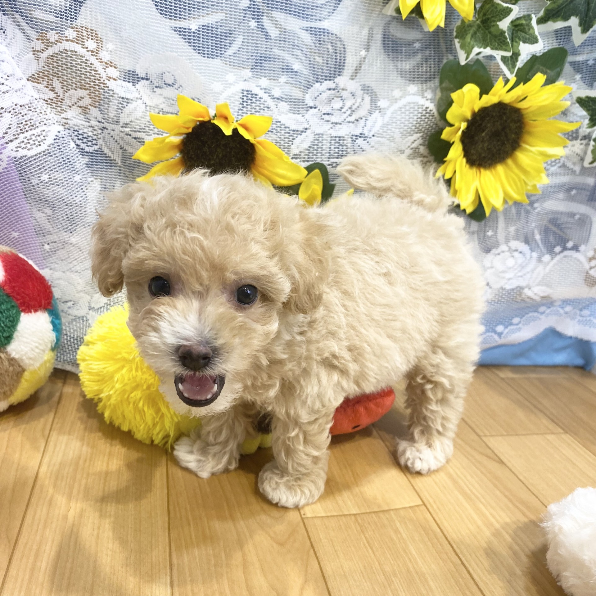 長野県のマルプー(マルチーズ×プードル) (犬の家＆猫の里カインズ梓川店/2026年5月10日生まれ/女の子/アプリコット)の子犬