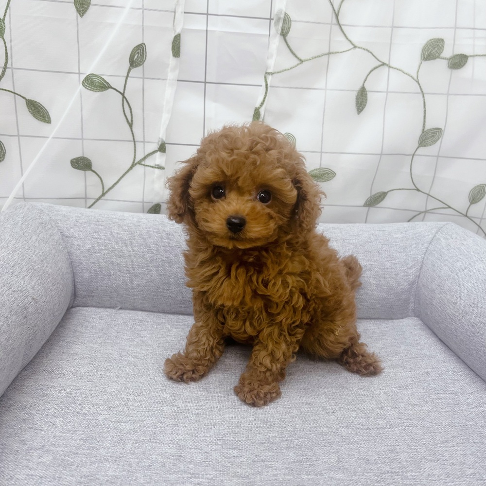 長野県のトイプードル(トイ) (犬の家＆猫の里塩尻店/2026年5月19日生まれ/女の子/レッド)の子犬の1枚目の画像