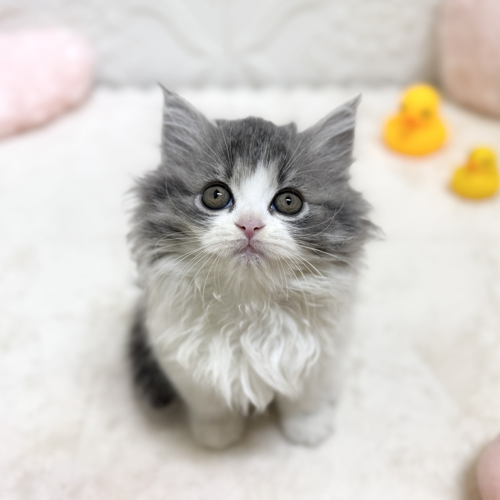 生体画像１０