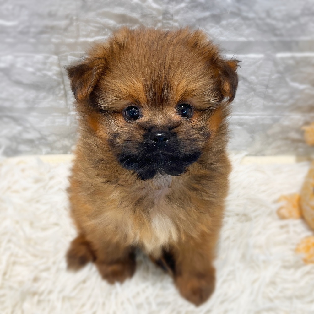 愛知県のハーフ犬・ミックス犬 (犬の家＆猫の里MiO香久山店/2026年5月20日生まれ/男の子/レッド)の子犬の1枚目の画像