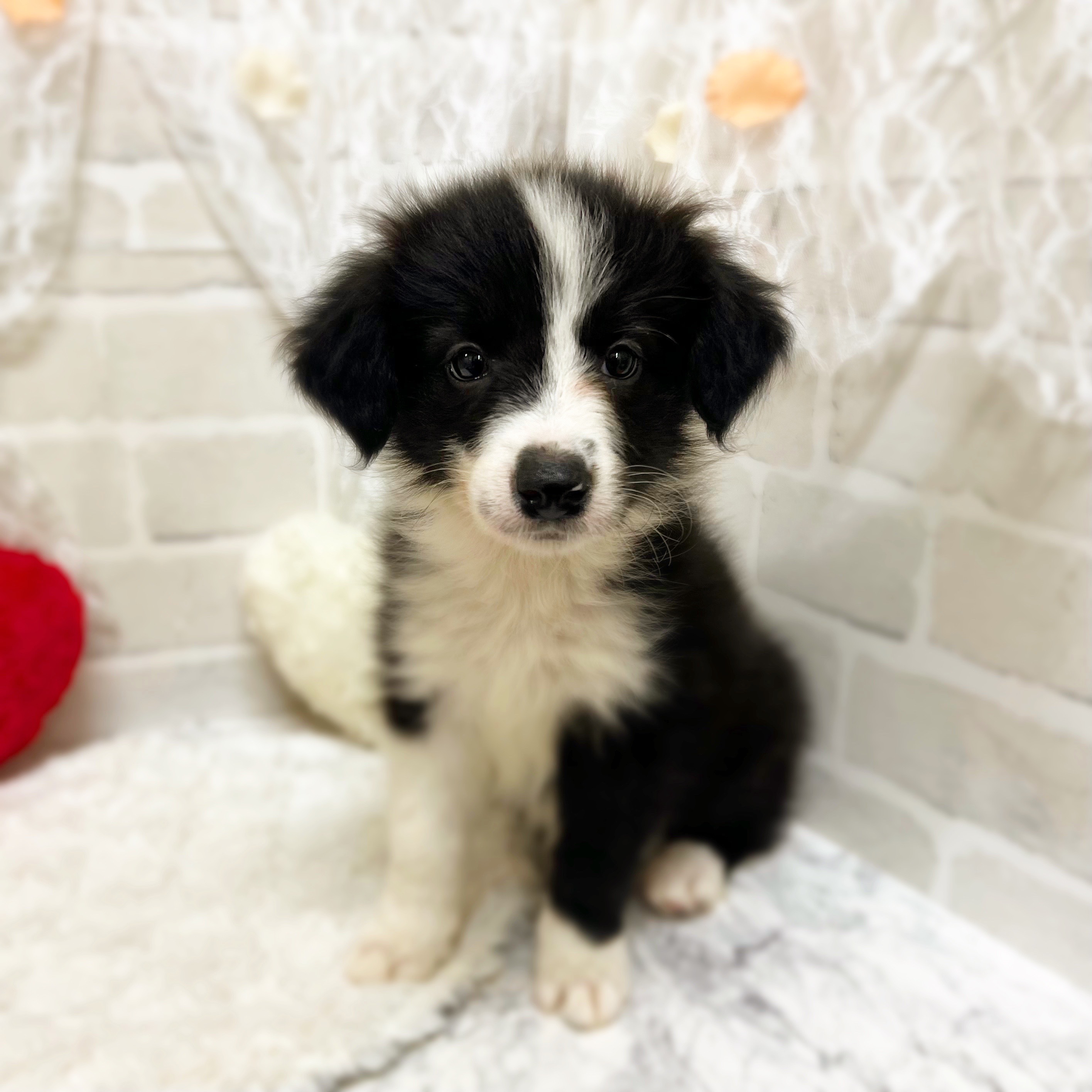 京都府のボーダーコリー (犬の家＆猫の里京都精華店/2026年5月12日生まれ/女の子/ブラックホワイト)の子犬の1枚目の画像