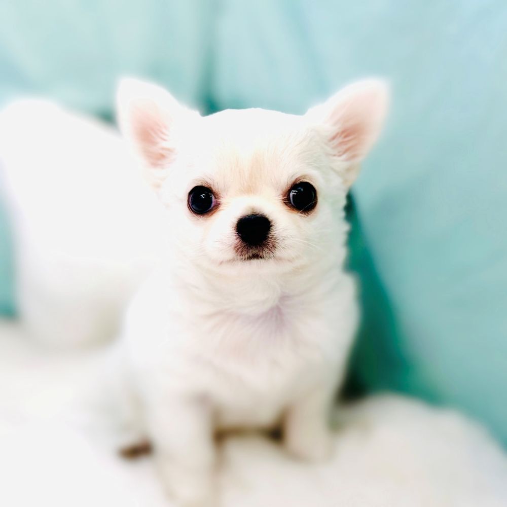 愛知県のチワワ(ロング) (犬の家＆猫の里愛知刈谷店/2026年5月21日生まれ/男の子/ホワイトクリーム)の子犬の1枚目の画像