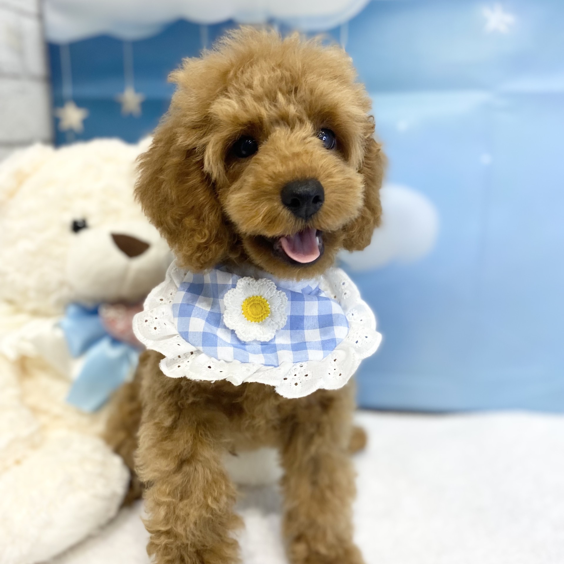 松本市(長野県)のトイプードルの子犬|ペットミー