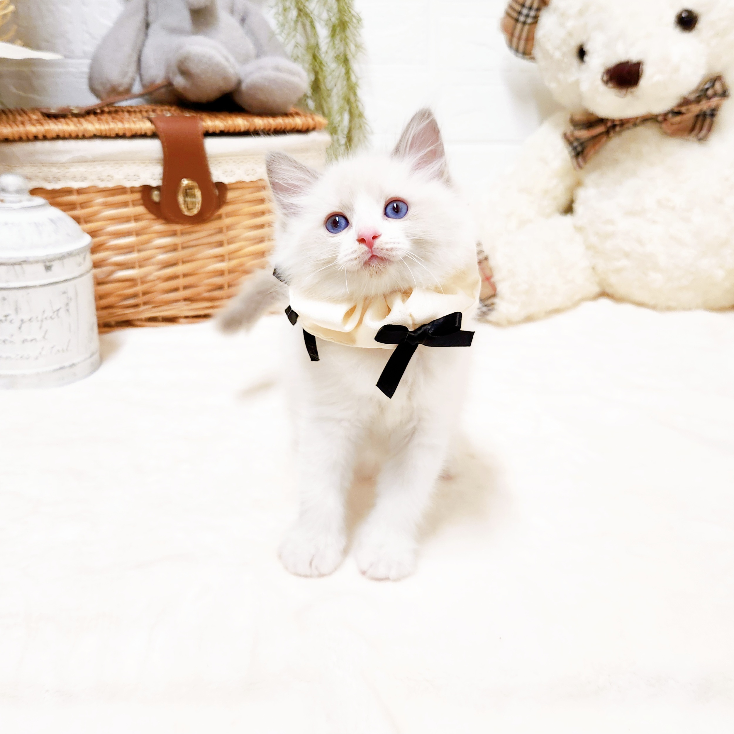 生体画像１０