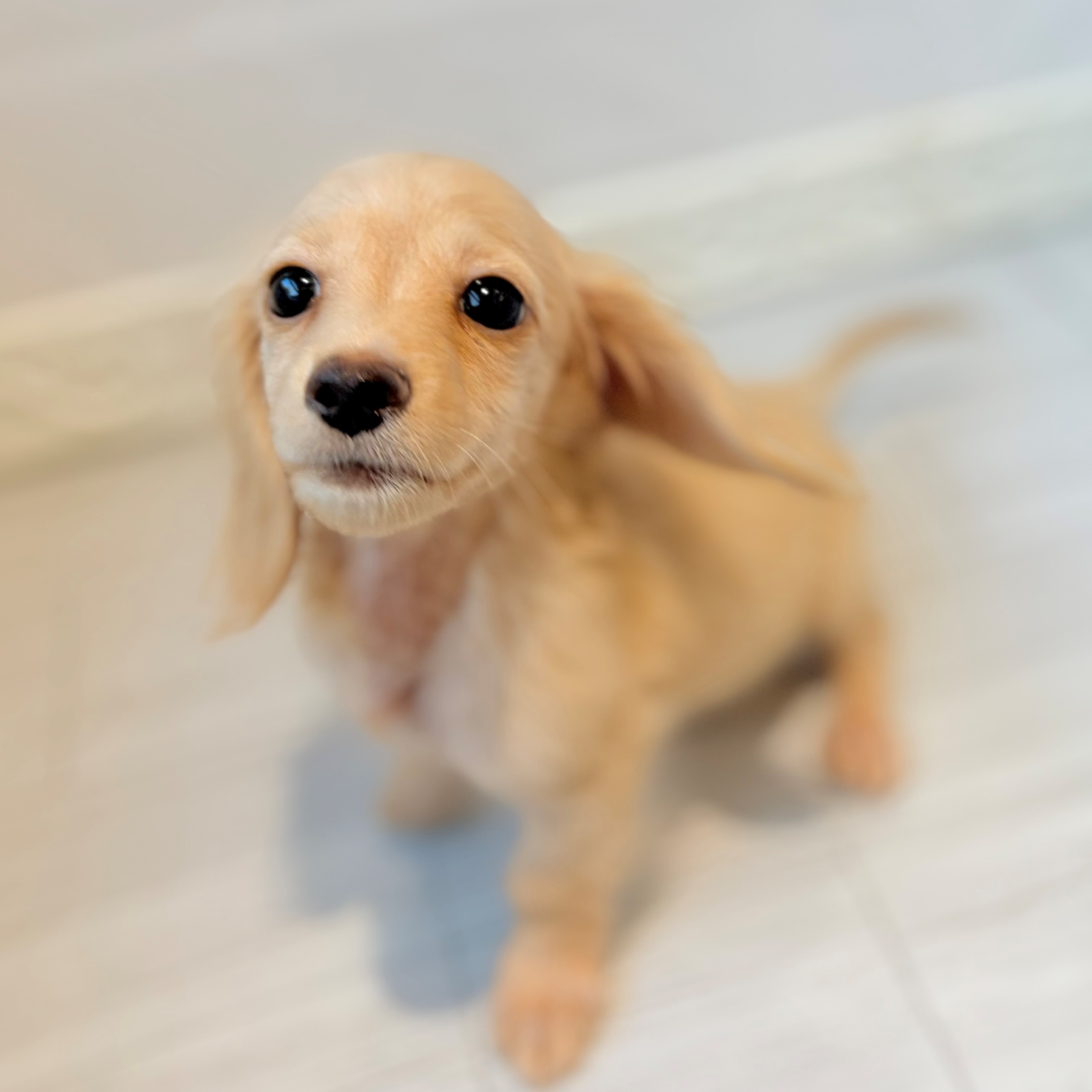 愛知県のカニンヘンダックスフンド(ロング) (犬の家＆猫の里春日井本店/2026年6月14日生まれ/男の子/イエロー)の子犬の1枚目の画像