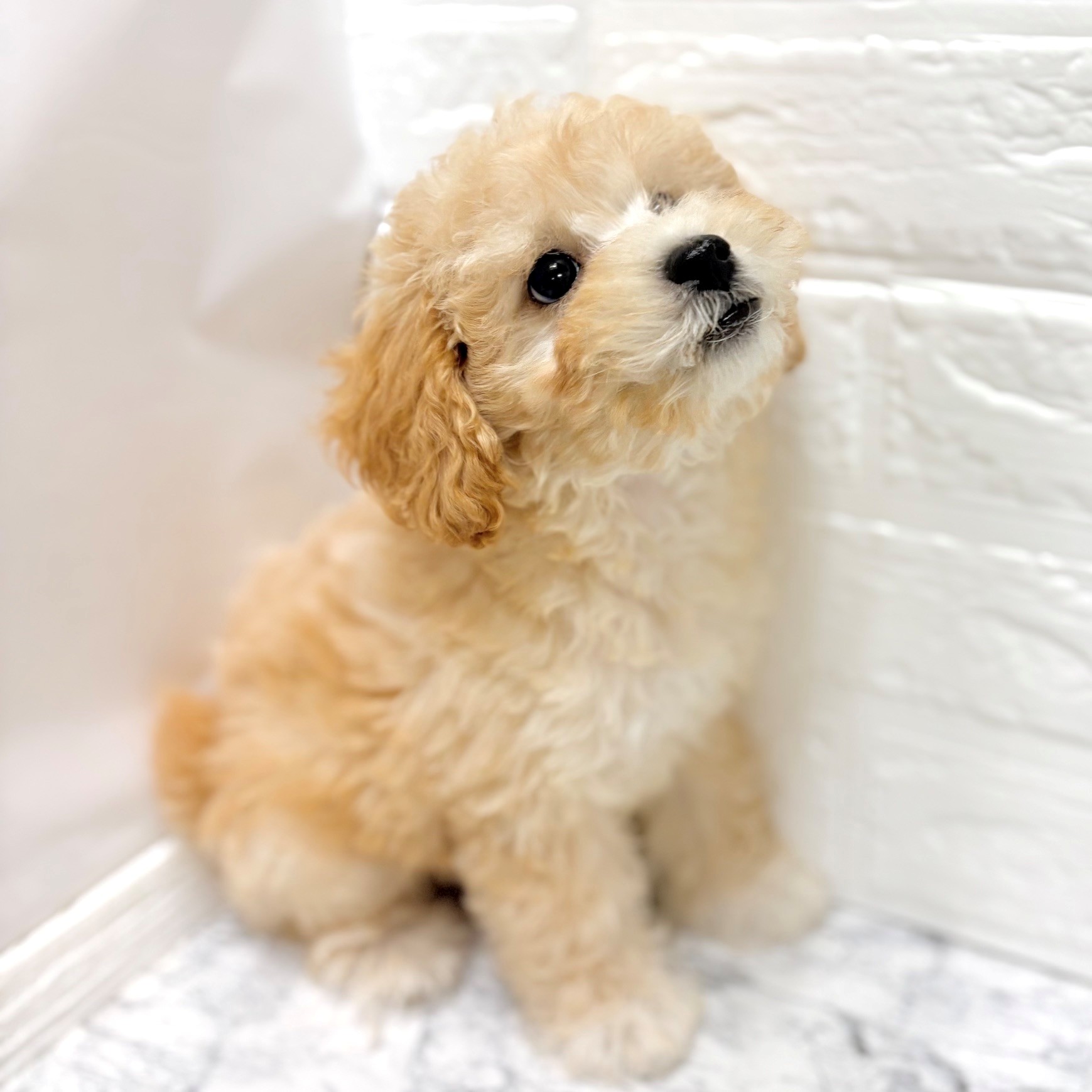 生体画像１０