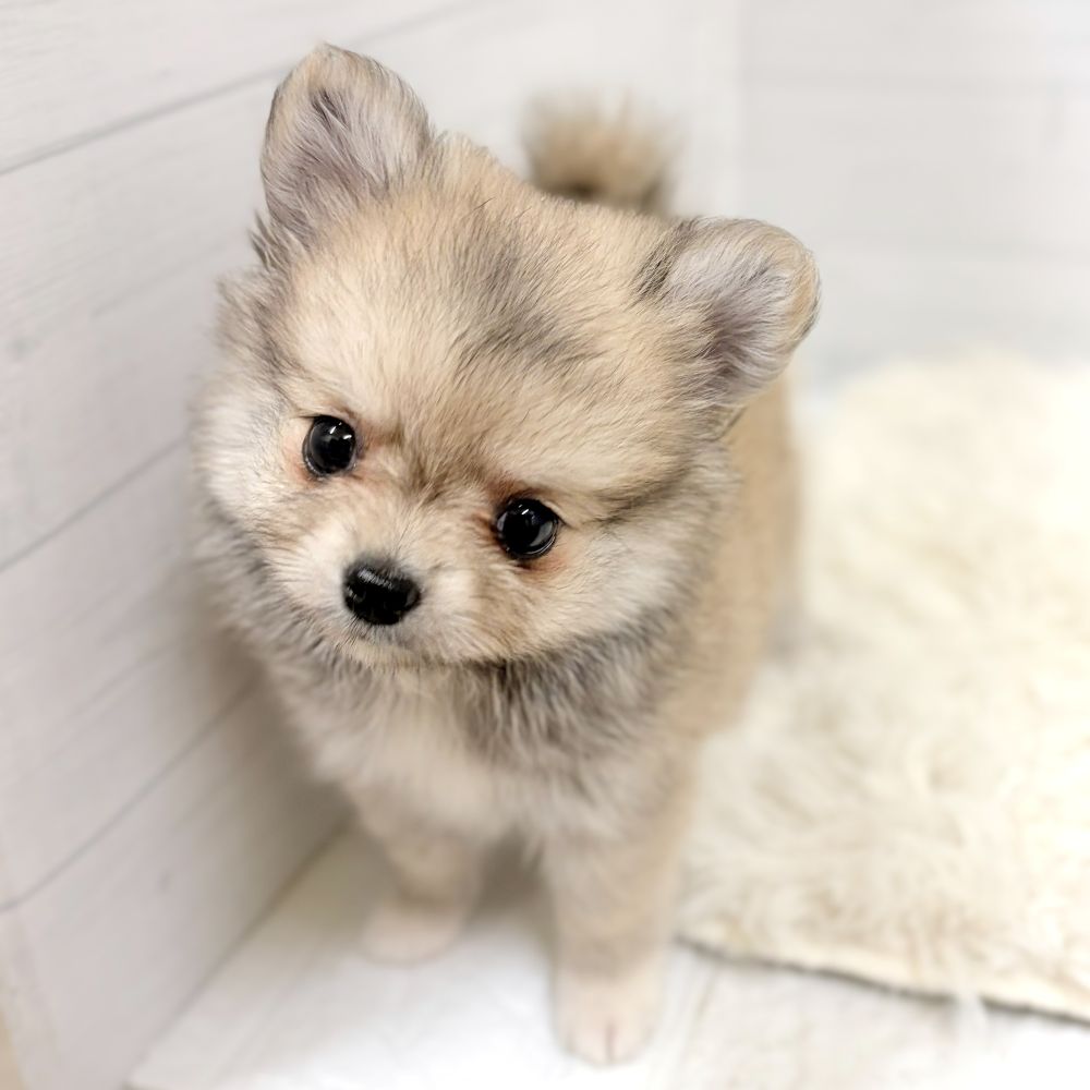 ハーフ犬女の子の写真