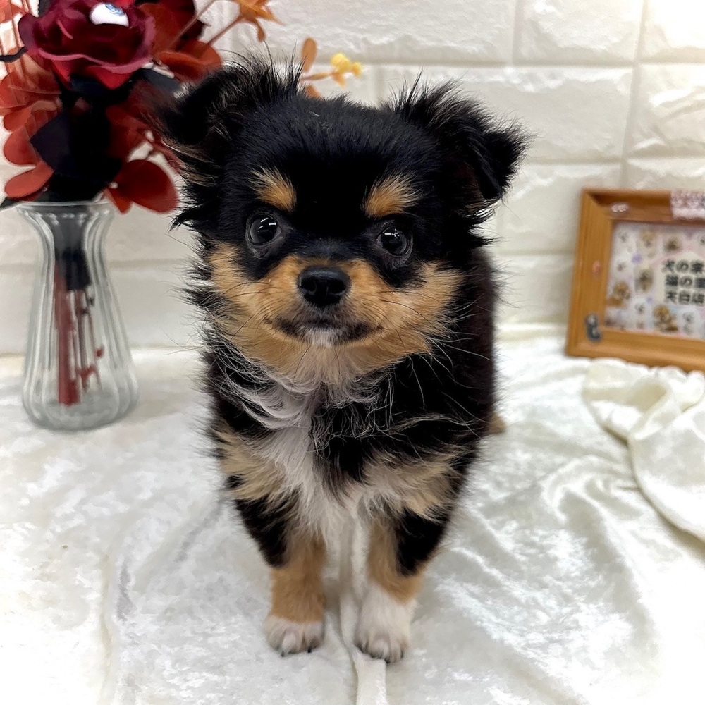 愛知県のチワワ(ロング) (犬の家＆猫の里名古屋天白店/2026年6月21日生まれ/女の子/ブラックタンホワイト)の子犬の1枚目の画像