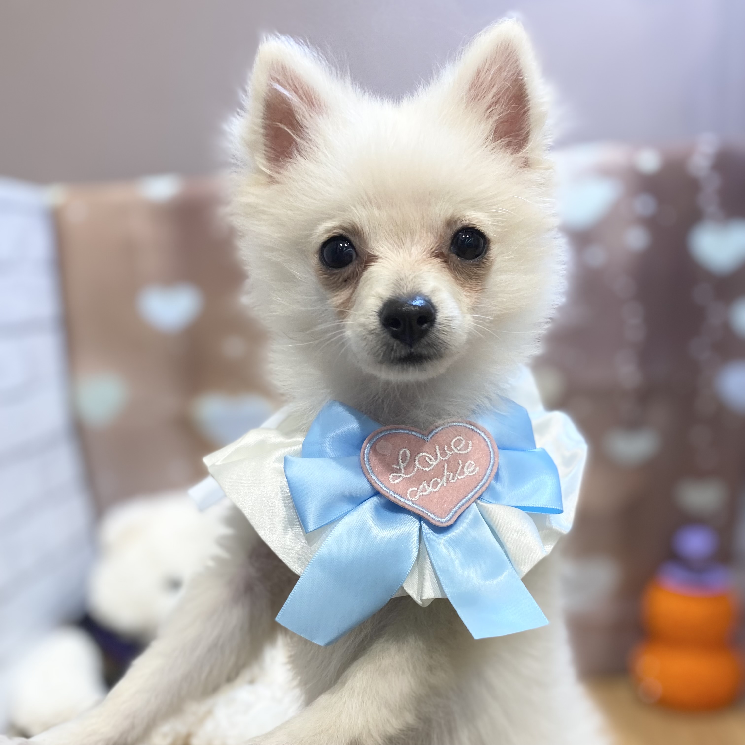 長野県のポメラニアン (犬の家＆猫の里カインズ梓川店/2026年6月28日生まれ/女の子/クリーム)の子犬の1枚目の画像