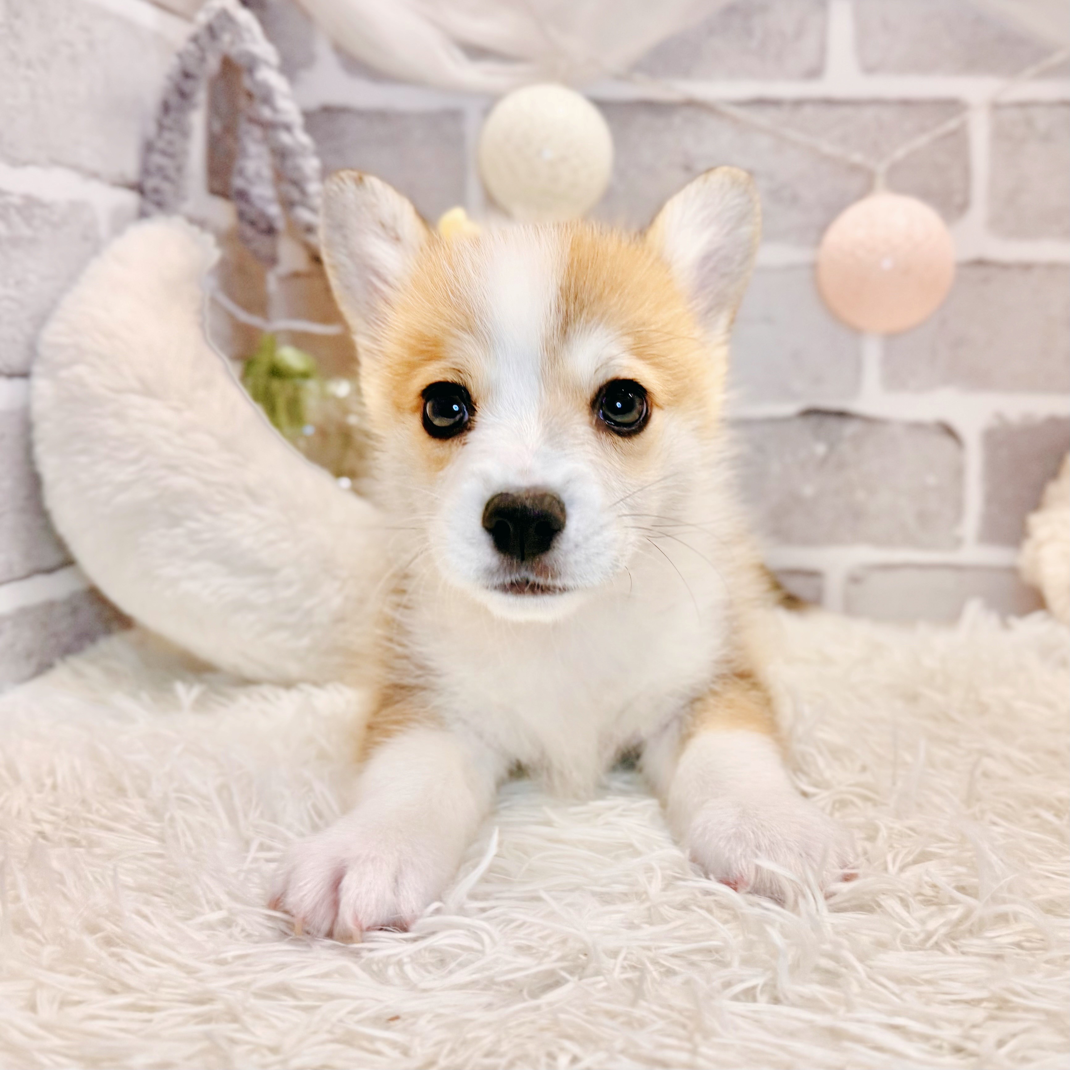 生体画像10