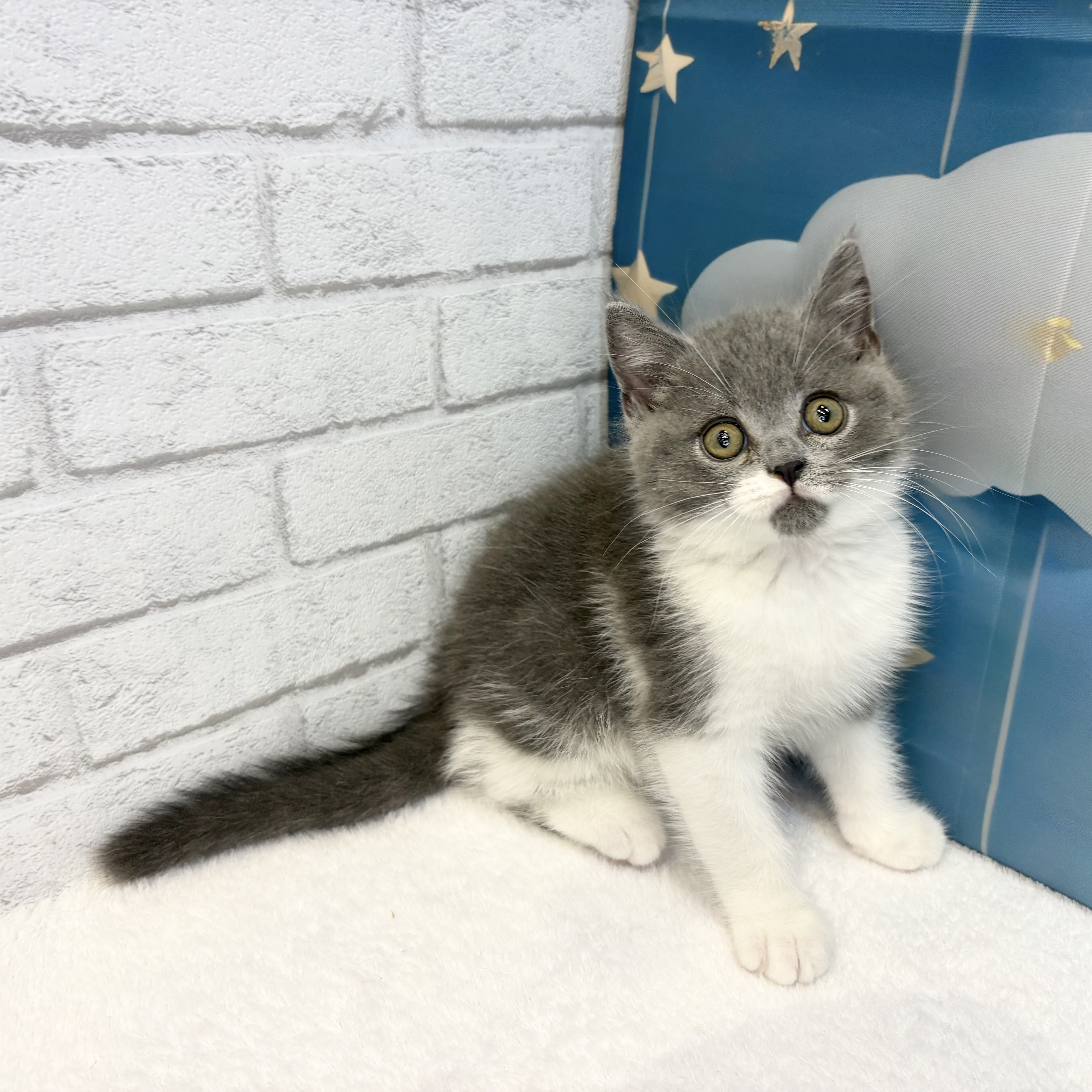長野県のブリティッシュショートヘアー (犬の家＆猫の里カインズ梓川店/2026年7月1日生まれ/男の子/ブルーホワイト)の子猫の1枚目の画像
