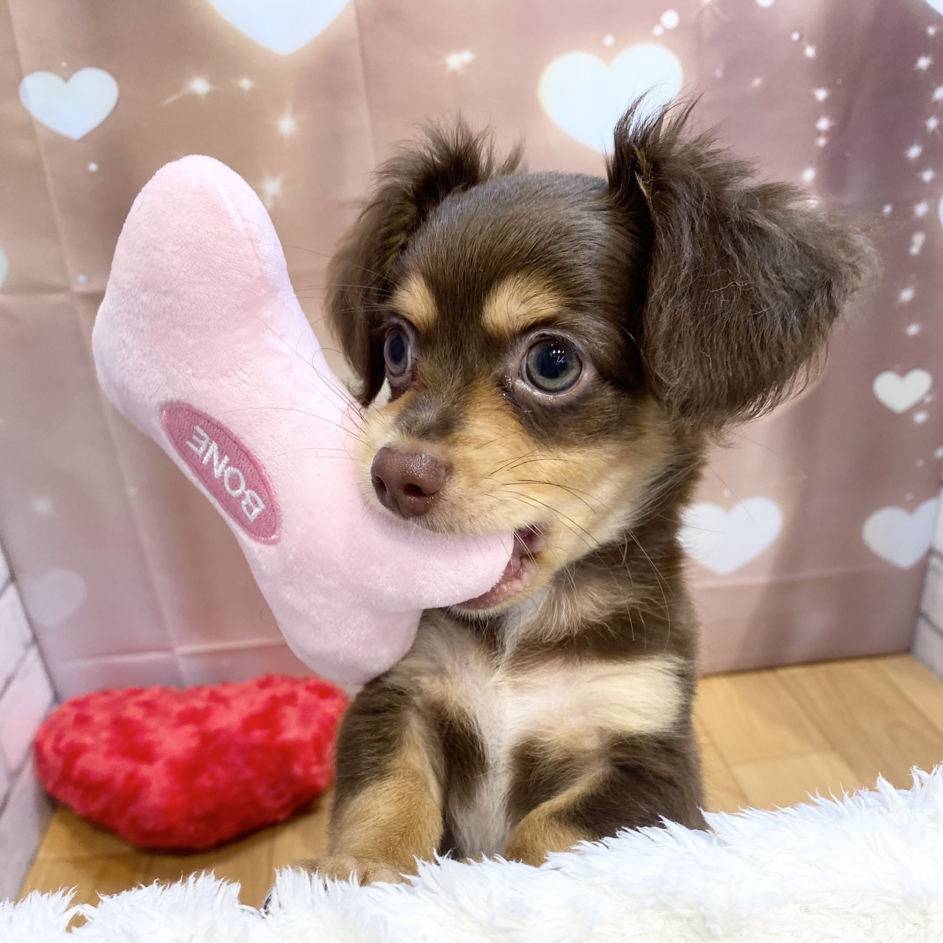 長野県のチワックス(チワワ×ダックス) (犬の家＆猫の里カインズ梓川店/2026年7月7日生まれ/男の子/チョコレートタン)の子犬の1枚目の画像
