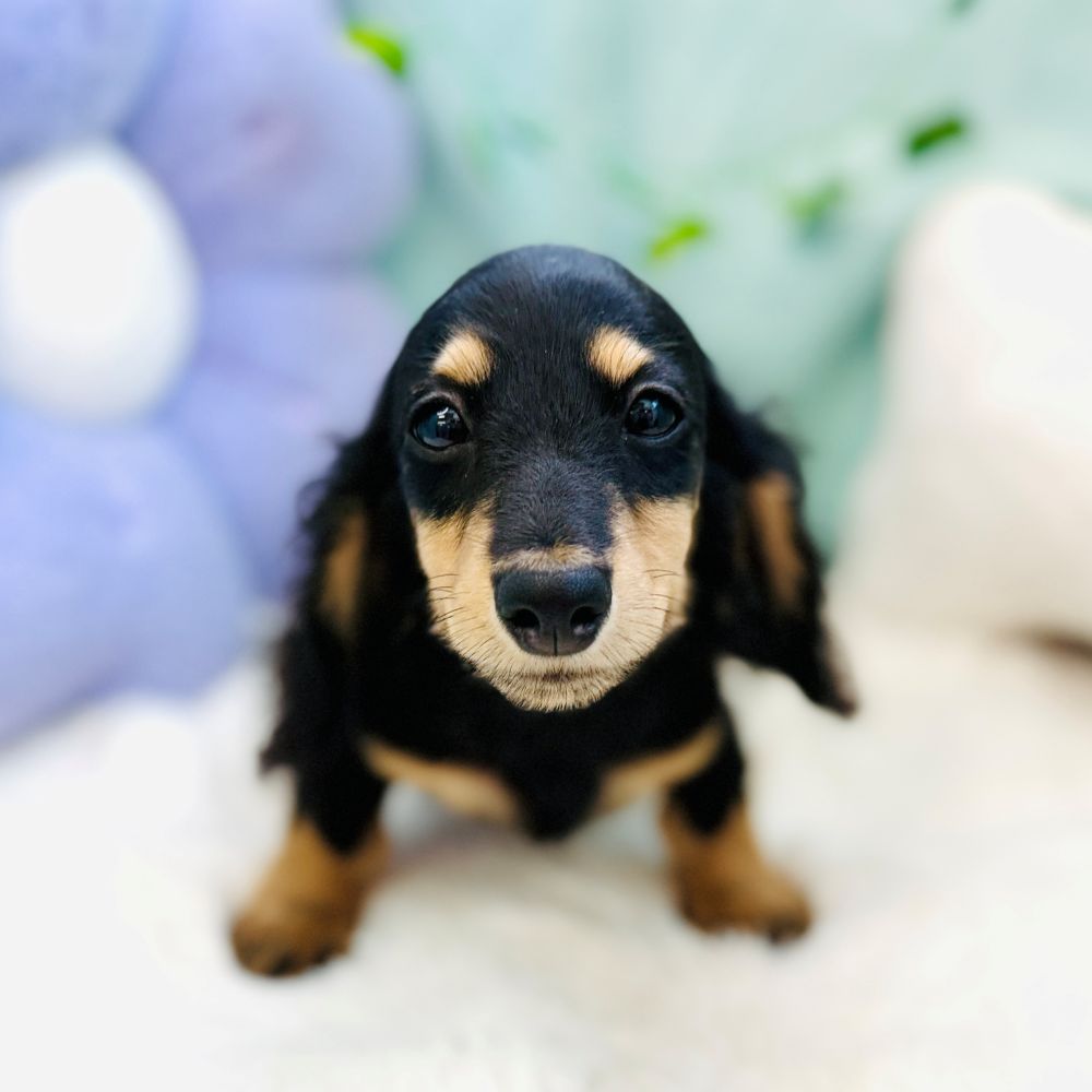 愛知県のミニチュアダックスフンド(ロング) (犬の家＆猫の里愛知刈谷店/2026年7月8日生まれ/女の子/ブラックタン)の子犬の1枚目の画像