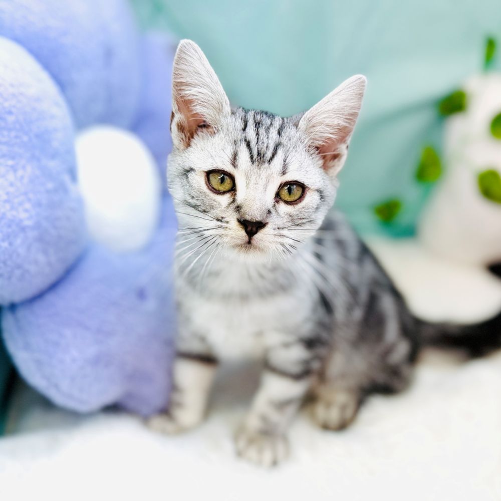 愛知県のアメリカンショートヘアー (犬の家＆猫の里愛知刈谷店/2026年7月8日生まれ/男の子/シルバータビー)の子猫の1枚目の画像