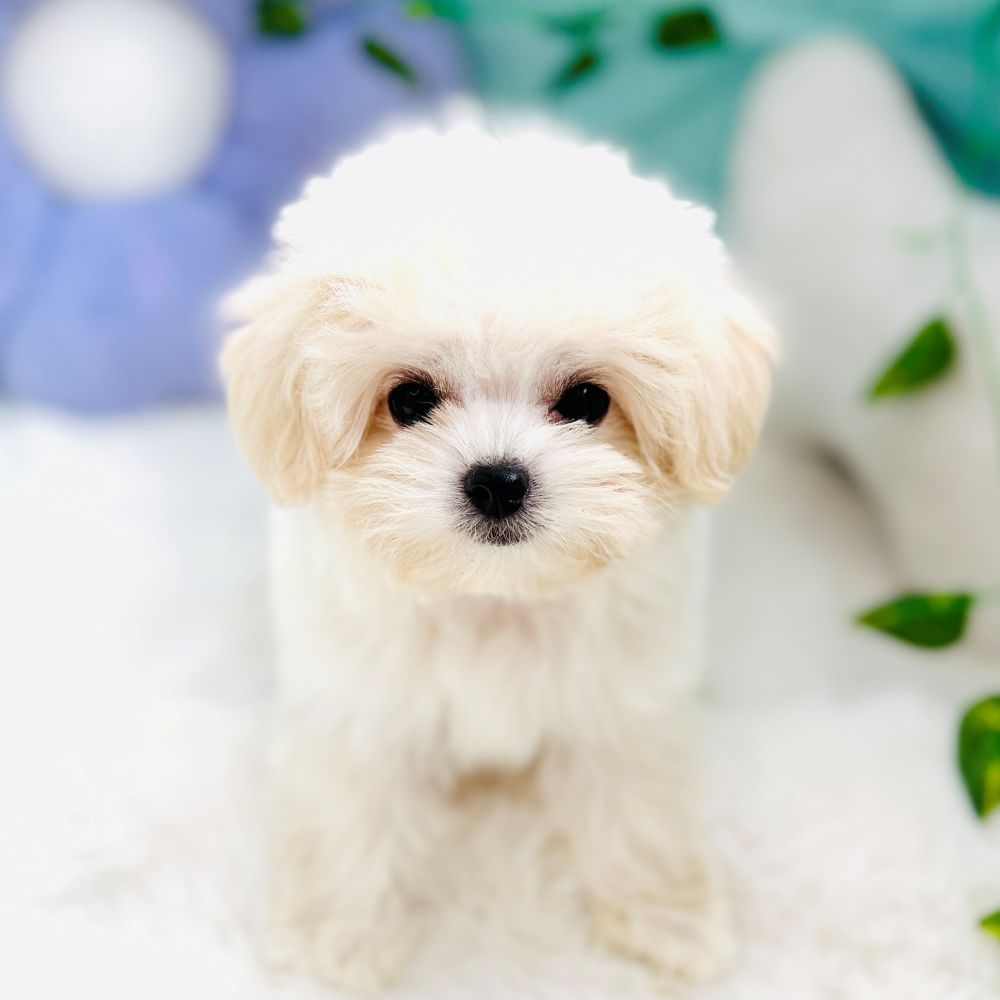 愛知県のマルプー(マルチーズ×プードル) (犬の家＆猫の里愛知刈谷店/2026年7月15日生まれ/女の子/ホワイト)の子犬の1枚目の画像