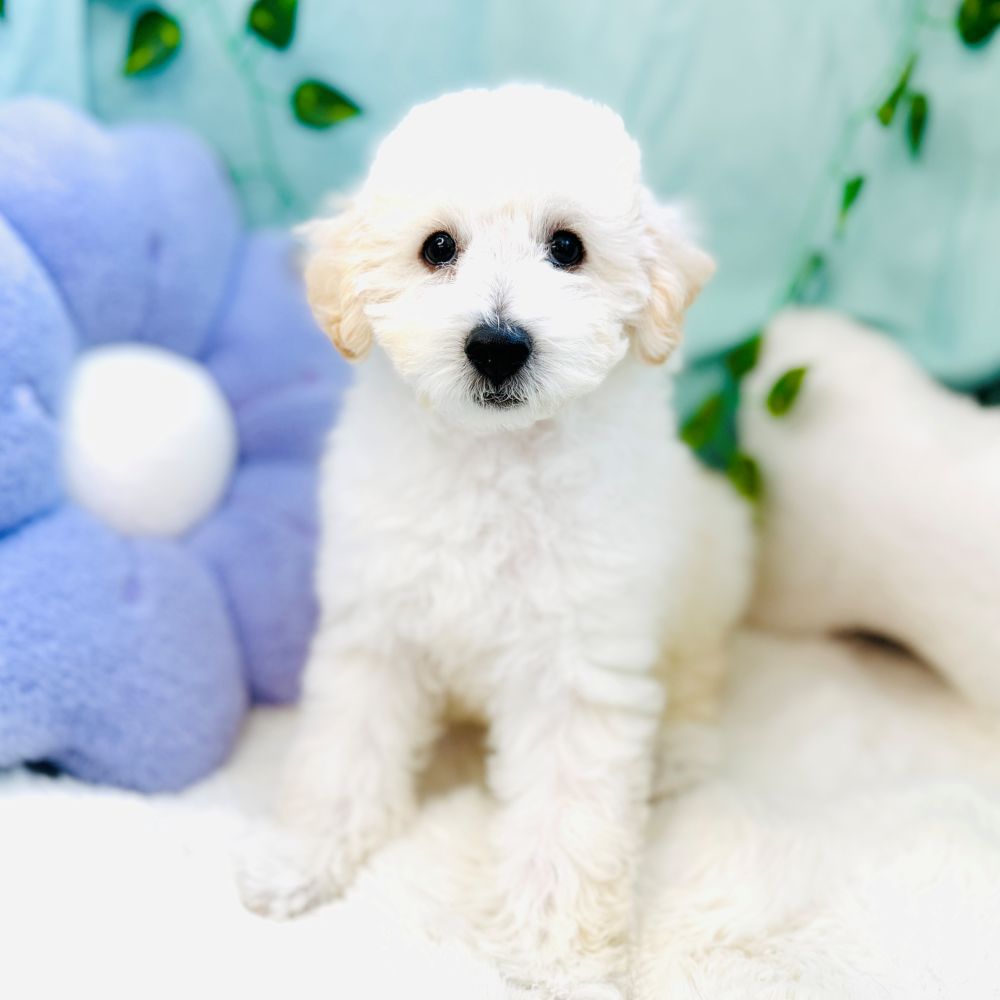 愛知県のトイプードル(トイ) (犬の家＆猫の里愛知刈谷店/2026年7月20日生まれ/男の子/ホワイト)の子犬の1枚目の画像