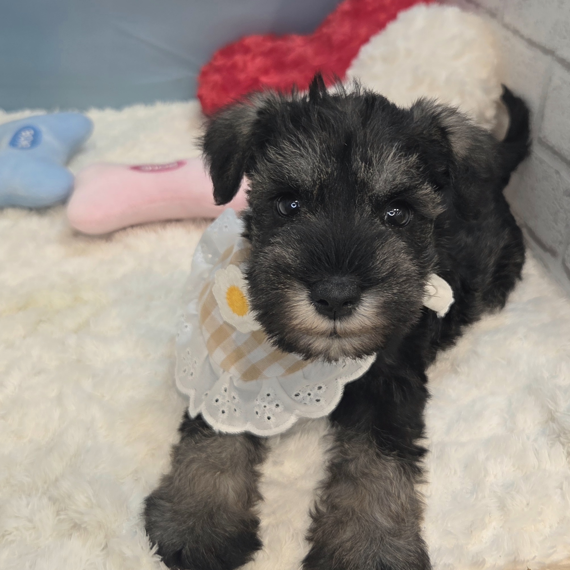 長野県のミニチュアシュナウザー (犬の家＆猫の里カインズ梓川店/2026年7月17日生まれ/男の子/ソルトペッパー)の子犬の1枚目の画像