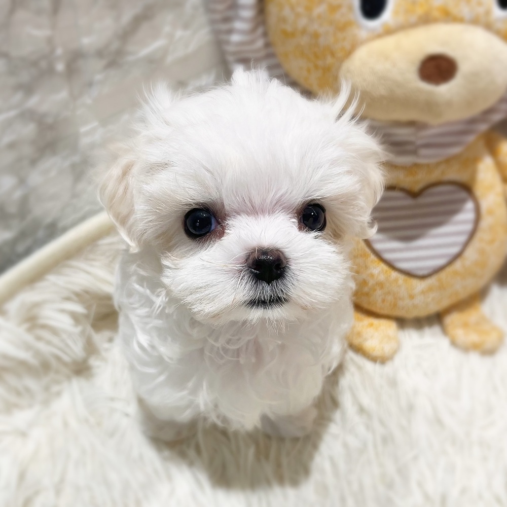 愛知県のマルチーズ (犬の家＆猫の里MiO香久山店/2026年7月28日生まれ/女の子/ホワイト)の子犬の1枚目の画像