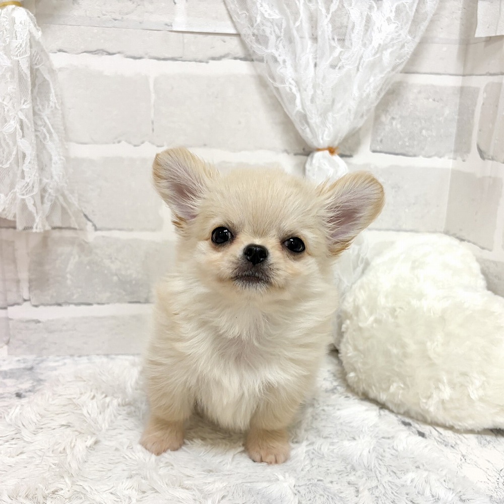 京都府のチワワ(ロング) (犬の家＆猫の里京都精華店/2026年8月7日生まれ/男の子/クリーム)の子犬の1枚目の画像