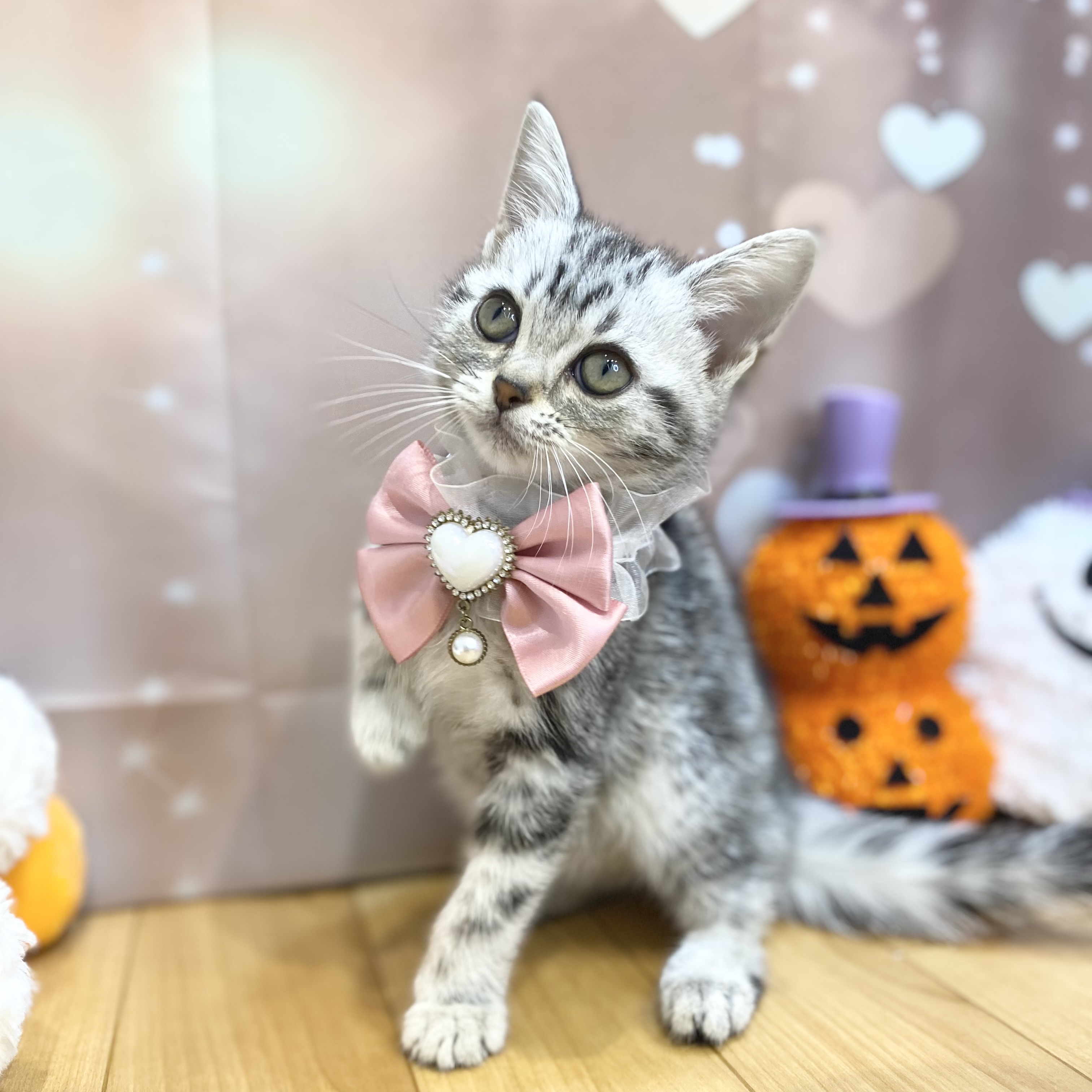シルバー系のアメリカンショートヘアの子猫一覧 | ペットショップ 犬の