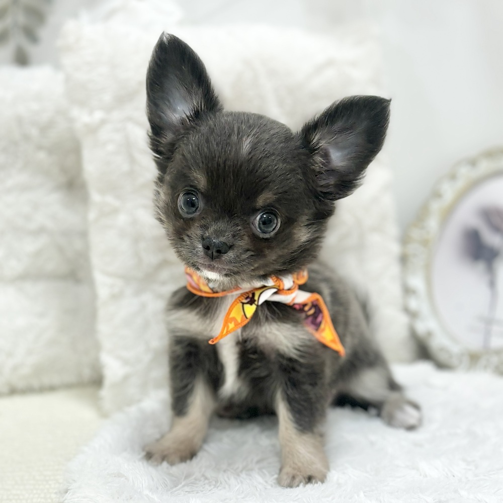 岐阜県のチワワ(ロング) (犬の家＆猫の里カラフルタウン岐阜店/2026年8月10日生まれ/女の子/ブルータンホワイト)の子犬の1枚目の画像