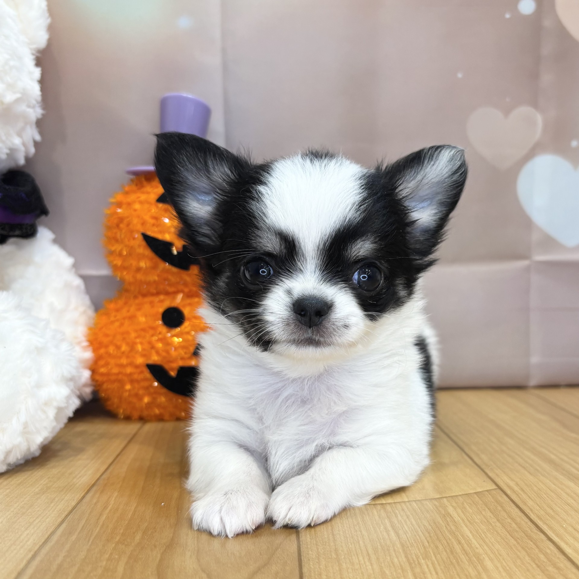 生体画像１０