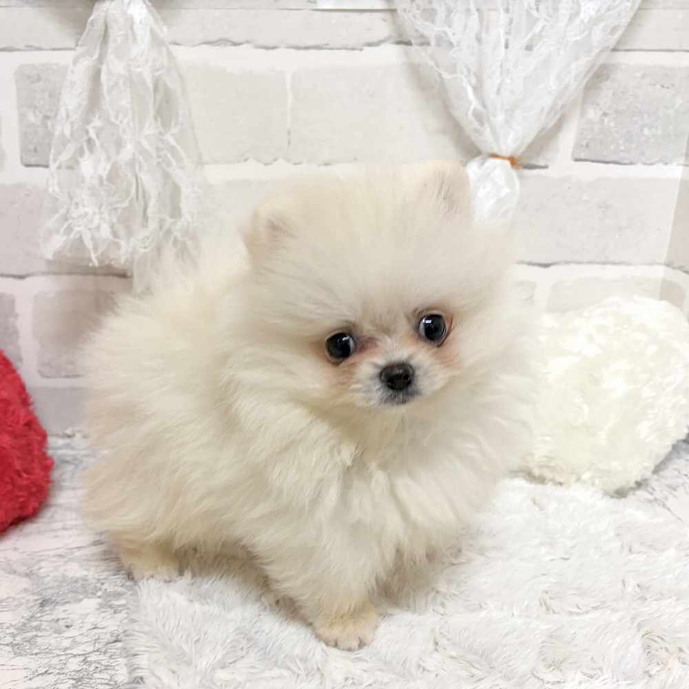 生体画像１０