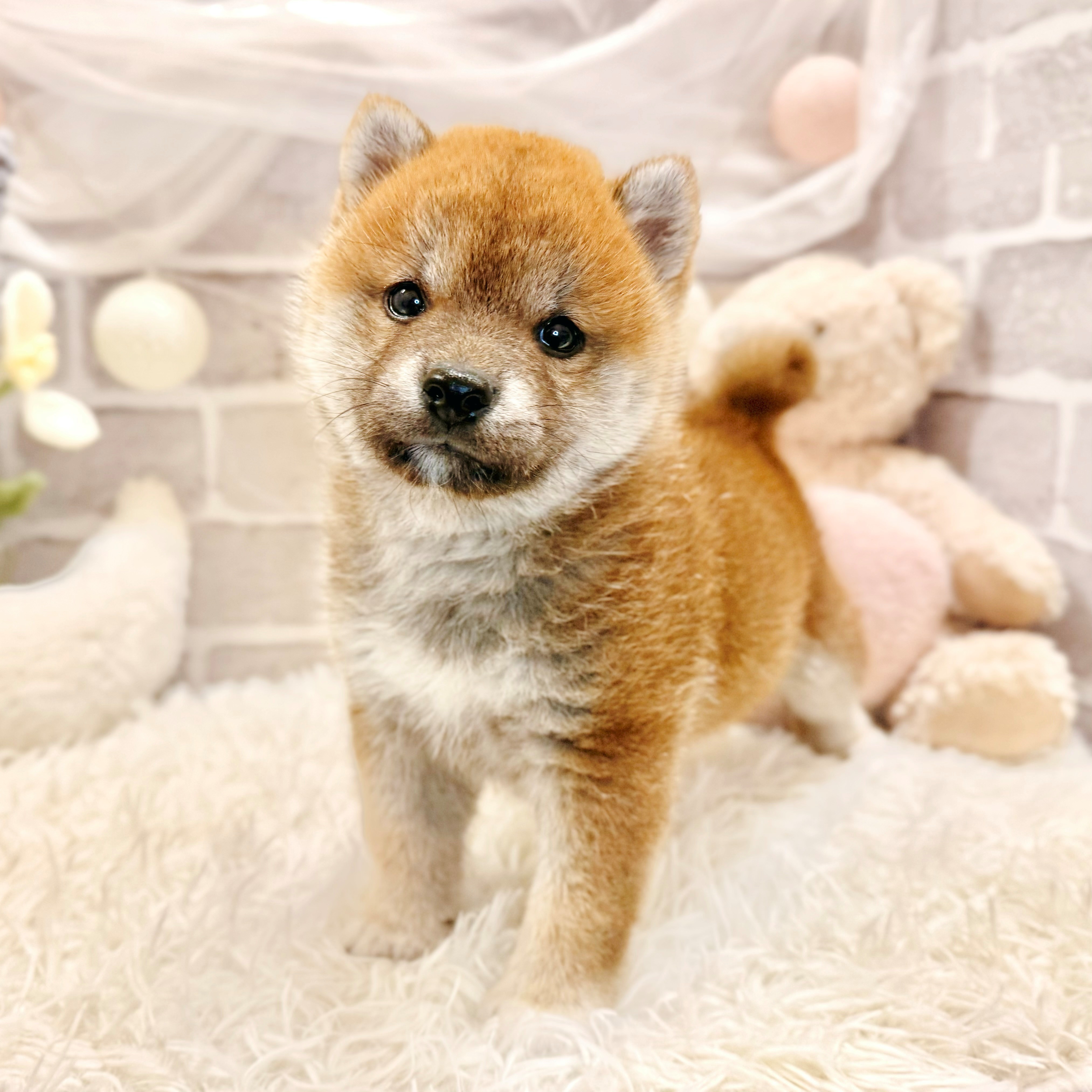 兵庫県の柴犬(標準サイズ) (犬の家＆猫の里神戸店/2026年8月27日生まれ/男の子/赤)の子犬の1枚目の画像