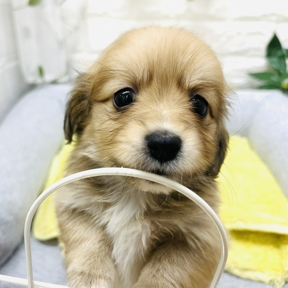 ハーフ犬女の子の写真