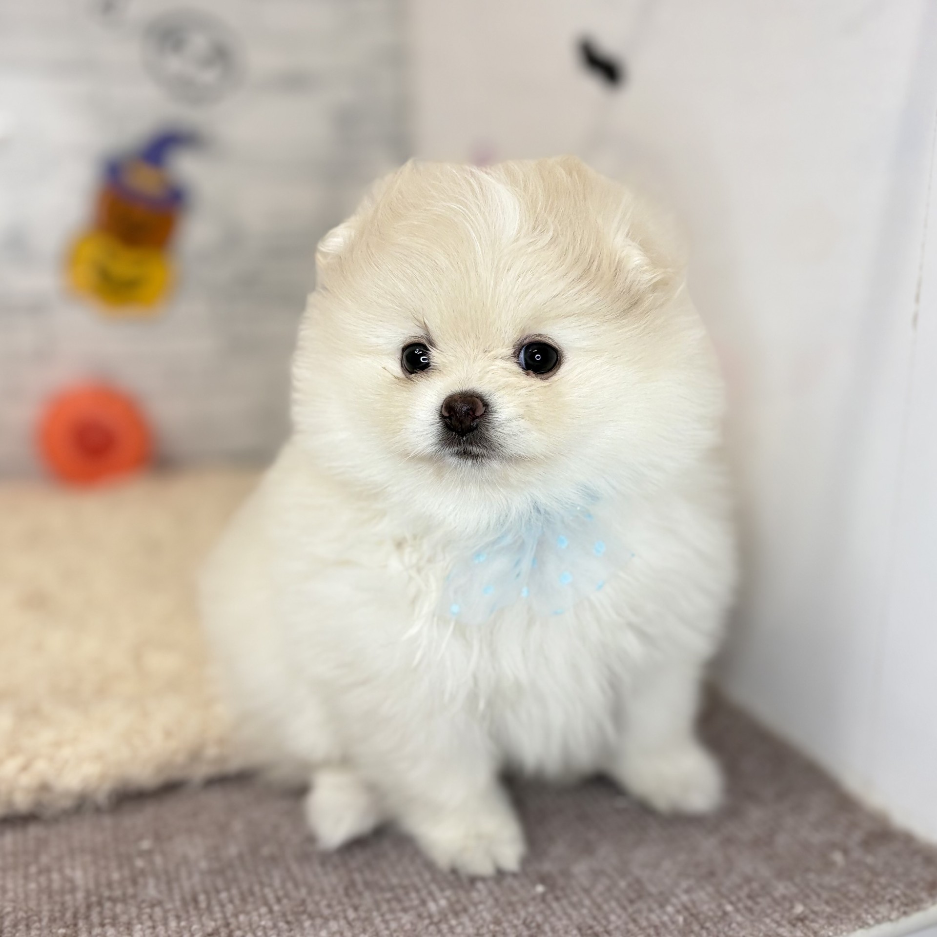 生体画像１０