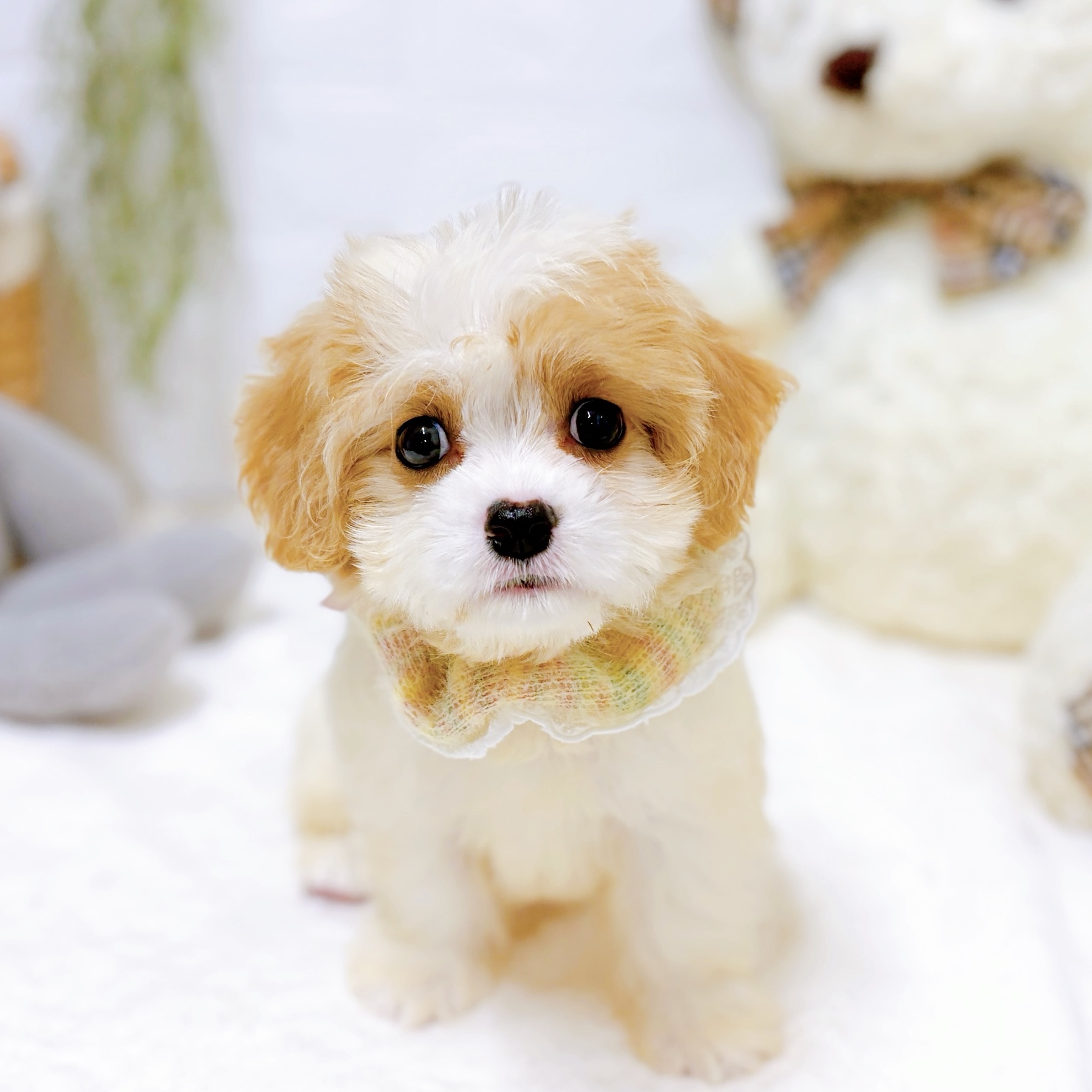 ハーフ犬女の子の写真