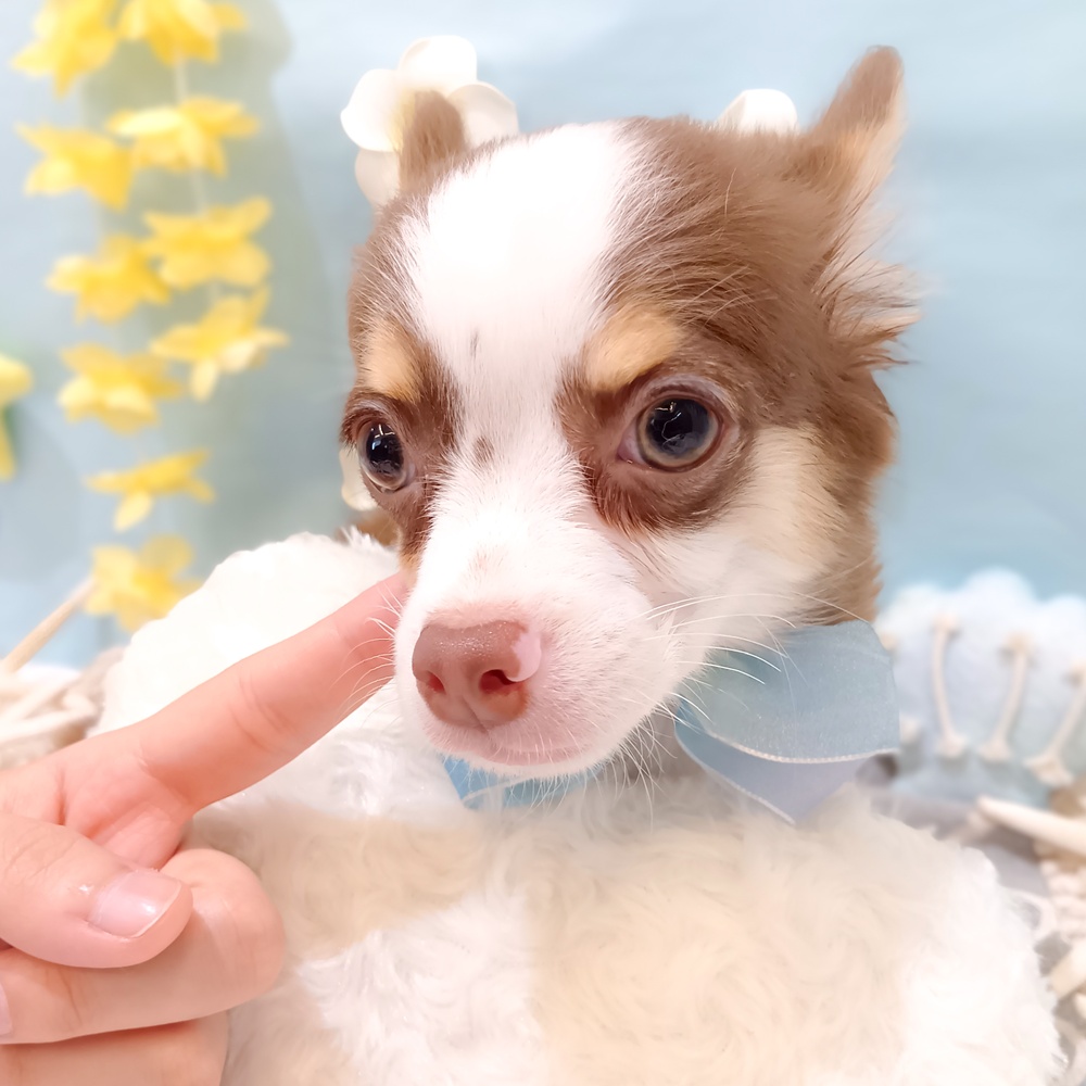 静岡県のチワワ(ロング) (犬の家＆猫の里富士店/2025年3月24日生まれ/男の子/チョコレートタンホワイト)の子犬の1枚目の画像
