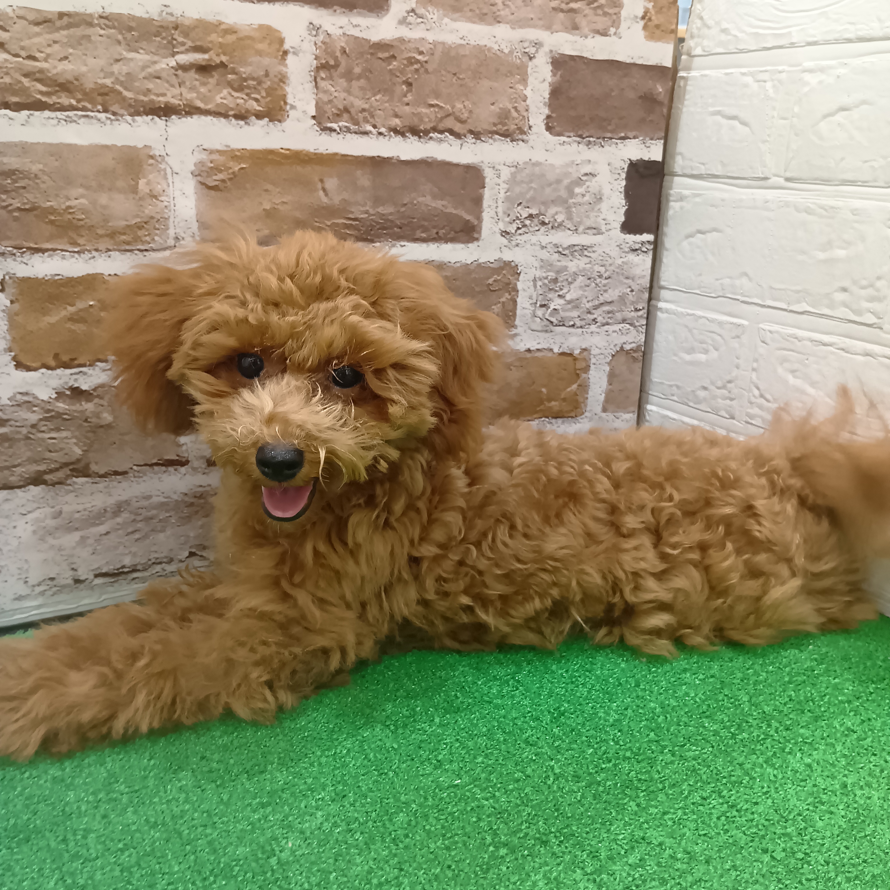 トイプードル男の子の写真