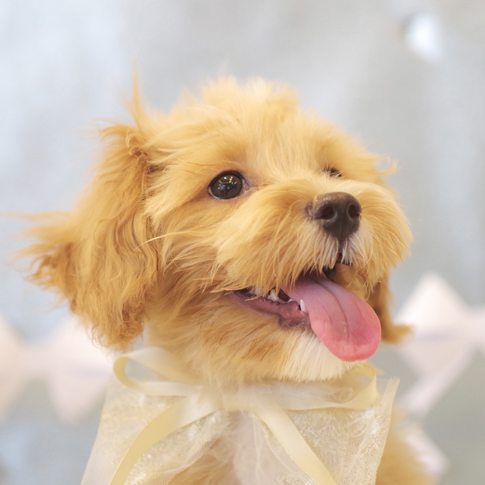 静岡県のマルプー(マルチーズ×プードル) (犬の家＆猫の里富士店/2025年10月26日生まれ/女の子/クリーム)の子犬の1枚目の画像